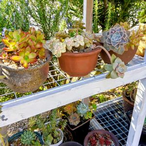 多肉植物,多肉植物の紅葉,元気に育て♡,多肉大好き！の画像