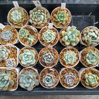 エリカ,オパリナ,桃太郎,リラ,ピーチガールの画像