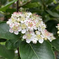 アロニア,アロニア,可愛い,いいねをありがとうございます¨̮♡︎,ホームセンターの花売り場の画像