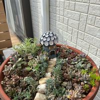 寄せ植え,多肉箱庭,庭の画像