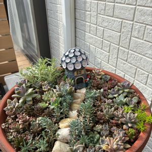 寄せ植え,多肉箱庭,庭の画像