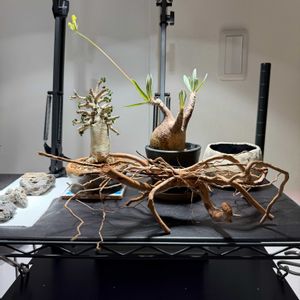 パキポディウム,パキポディウム・グラキリス,アデニウム ドーセットホーン,観葉植物,塊根植物の画像