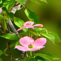 ヤマボウシの画像