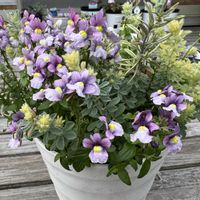 ネメシア,ロータス ブリムストーン,ウエストリンギニア,花のある暮らし,GSのみなさんに感謝♡の画像