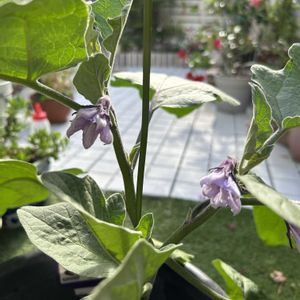 ナス,サントリー　本気野菜　ふんわりトロトロやわらかナス,今日のお花,ＧＳ の皆様ありがとう,楽しいねの画像