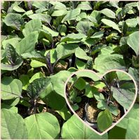 沈丁花,水仙,なすの苗,ナスの苗,お疲れ様です♡の画像