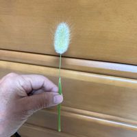 ラグラスの画像