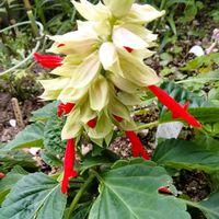 サルビア,サルビア•トーチライト,葉っぱ,変化,花が好きの画像