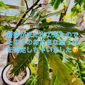 エバーフレッシュ,森林浴,熱帯植物,癒しの空間,剪定の画像