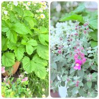 ワイルドストロベリー,宿根金魚草,レシュノルティア・初恋草,ネメ シアの画像