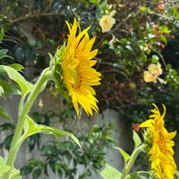 ヒマワリ,沖縄,宮古島の画像