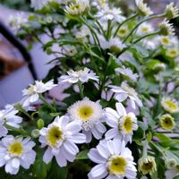 マトリカリア,フランス小菊（マトリカリア）,雑貨,ガーデニング,ナチュラルガーデンの画像