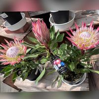 セルリア,ブライダルベール,キングプロテアリトルプリンス,ピンクッション,バラ咲きペチュニアの画像