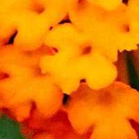 ランタナ,温室の花,栃木花センターの画像