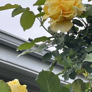 クレマチス,クレマチス,バラ,バラ,マイガーデンの画像