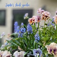 ムスカリ,ビオラ　レディ,寄せ植え,ナチュラルガーデン,ジャンクガーデンの画像