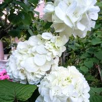 オオデマリ,モッコウバラ,ローズゼラニウム,オオデマリ（大手毬）,おうち園芸の画像