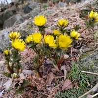 フクジュソウ,山野草,野草,黄色い花,北海道の画像