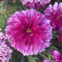 エゾギクの画像