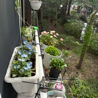 キキョウ,ネモフィラ,ネモフィラ,ブルースター,ワスレナグサの画像