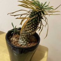 ソテツキリン,ソテツキリン,ソテツキリン,ユーフォルビア,塊根植物の画像