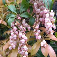 馬酔木,山モミジ,ハーブティー,下を向いて咲くお花シリーズ♪,庭の画像