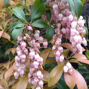 馬酔木,山モミジ,ハーブティー,下を向いて咲くお花シリーズ♪,庭の画像