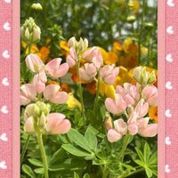 スパティフィラム,フリージア,オステオスペルマム,ルピナス ピクシーデライト,ガーデニングの画像