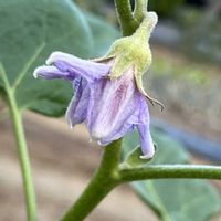 ナス,ワルナスビ,白ナス,野草,夏野菜の画像