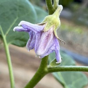 ナス,ワルナスビ,白ナス,野草,夏野菜の画像