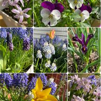 チオノドクサ,2025年“ 秋 “ ｱﾛの秋植え球根♡の画像