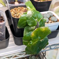 亀甲竜,今日の一枚,おうち園芸の画像