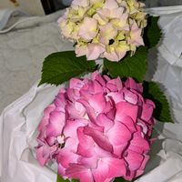 ハイドランジア,今日の花,季節の花,花のある暮らし,花色の画像