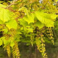 クスノキ,「ミツデカエデ」,常緑高木,お散歩中,ムクロジ科の画像