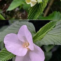 カシワバアジサイ,シラユキゲシ,シロヤマブキ,ハゴロモジャスミン,ヤマブキの画像