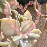 朧月,元気もらえる,春爛漫！,春ですね♪,金曜日の蕾たちの画像