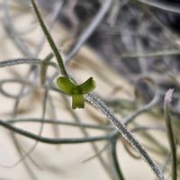 スパニッシュモス,チランジアウスネオイデス,サルオガセモドキ,スパニッシュモス花,サルオガセモドキ花の画像