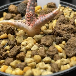 アロエ ドニー,多肉植物,子株,植え付け,多肉狩りの画像