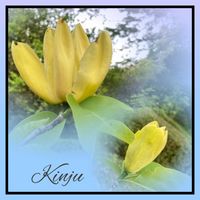 ニオイスミレ,ハマナス,ベニバナトチノキ,キンジュモクレン,ニオイアヤメの画像