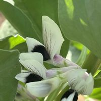 ナス,ゴボウ,ゴボウ,ソラマメ,ソラマメの花の画像