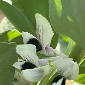 ナス,ゴボウ,ゴボウ,ソラマメ,ソラマメの花の画像