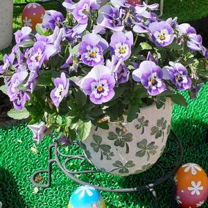 パンジー,ビオラ,植木鉢,春ですね♪,小さな鉢の画像