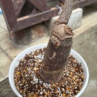 パキラ,観葉植物の画像