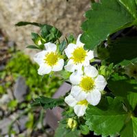 イチゴ,プランター,花のある暮らし,植物のある暮らし,植中毒の画像