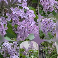 キンセンカ,ハナミズキ,ハナミズキ,マツバギク,ライラックの画像