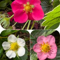 イチゴ,イチゴの花,ピンクのイチゴの花,赤い花の苺,ちっちゃいものクラブの画像