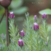 シュガーバイン,フレンチラベンダー,小さな庭,庭,その他部屋の画像