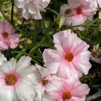 アルメリア,アルメリア,ガーベラ,ガーベラ,サルビアの画像