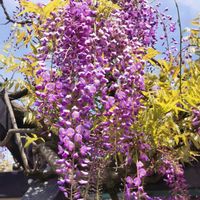 フジ,フジ,フジ,モクレン,ハナカイドウの画像