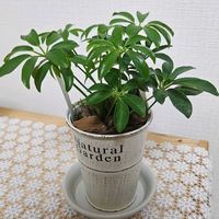 シェフレラ,kahma瀬戸の画像